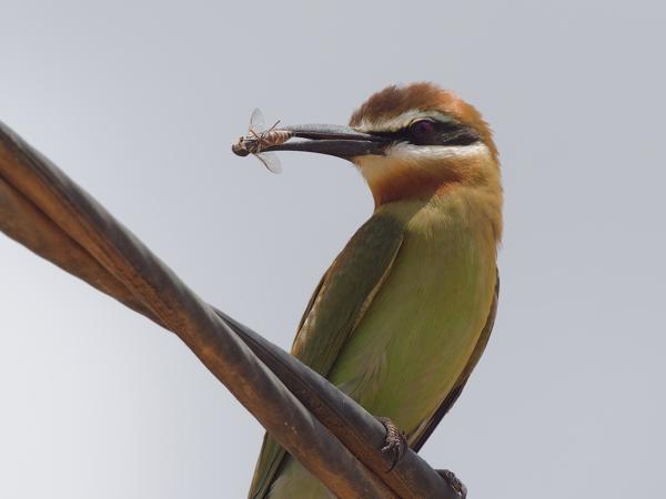 <h3><a href="/trips/tanzania/biota/animalia/chordata/aves/037 coraciiformes/006 meropidae/merops superciliosus/merops superciliosus-nl.html">Merops&nbsp;superciliosus</a> / Olive&nbsp;bee‑eater / Madagaskarbijeneter</h3>OM-1 Mark II met OLYMPUS M.150-400mm F4.5 TC, 1/1600 sec  bij F11.0, ISO 2000, afstand 5.49&nbsp;m